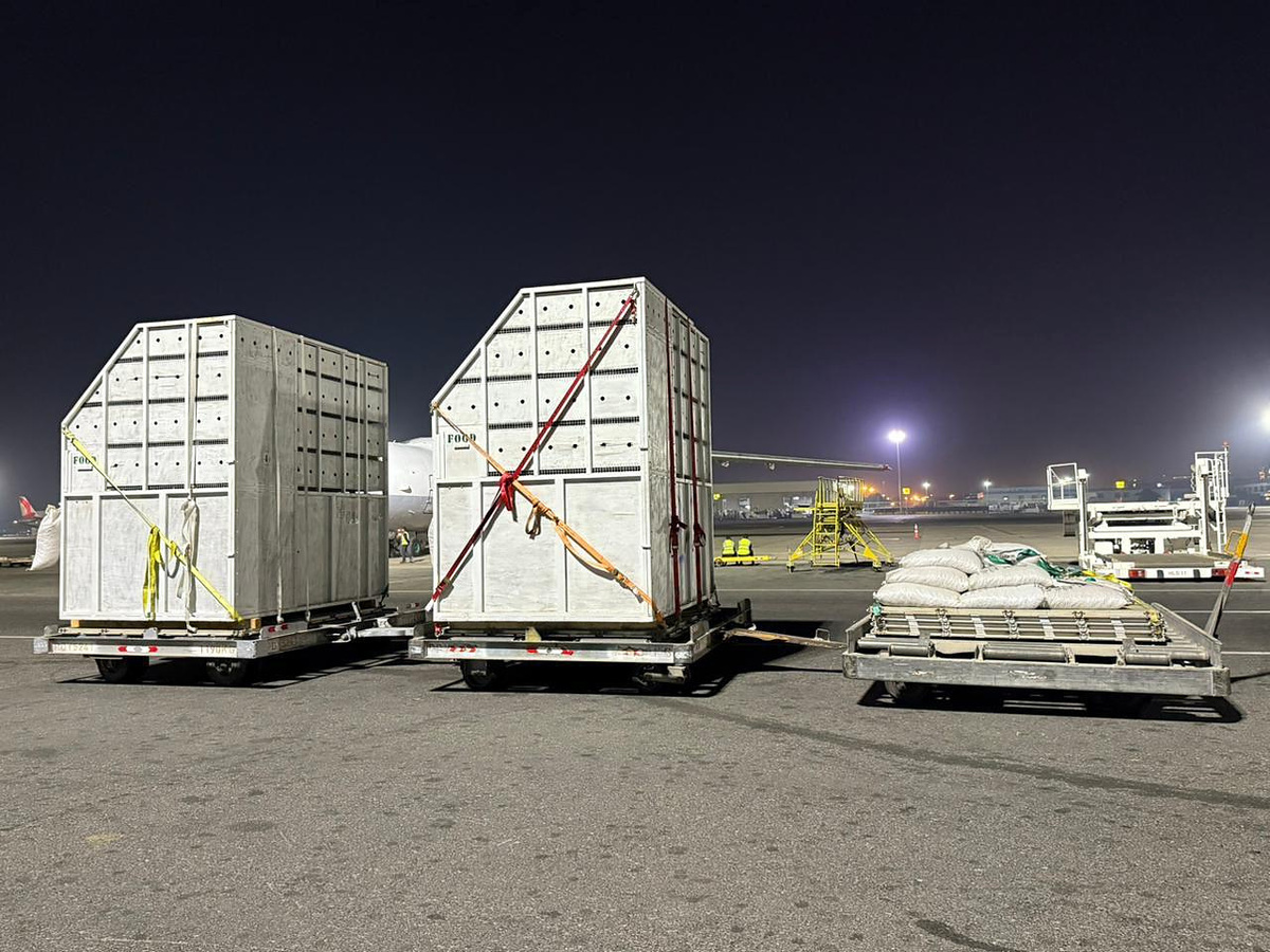 Cargo gallery photo
