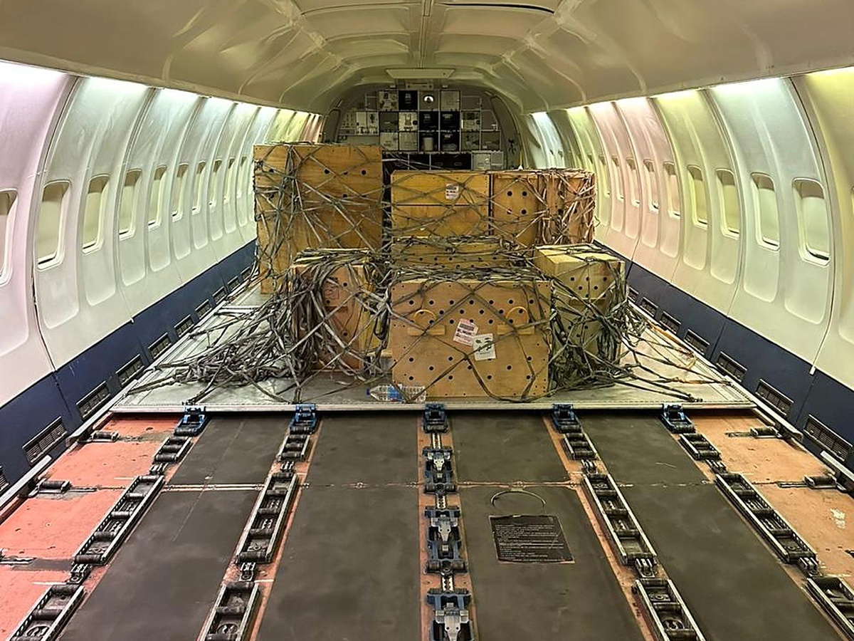 Cargo gallery photo