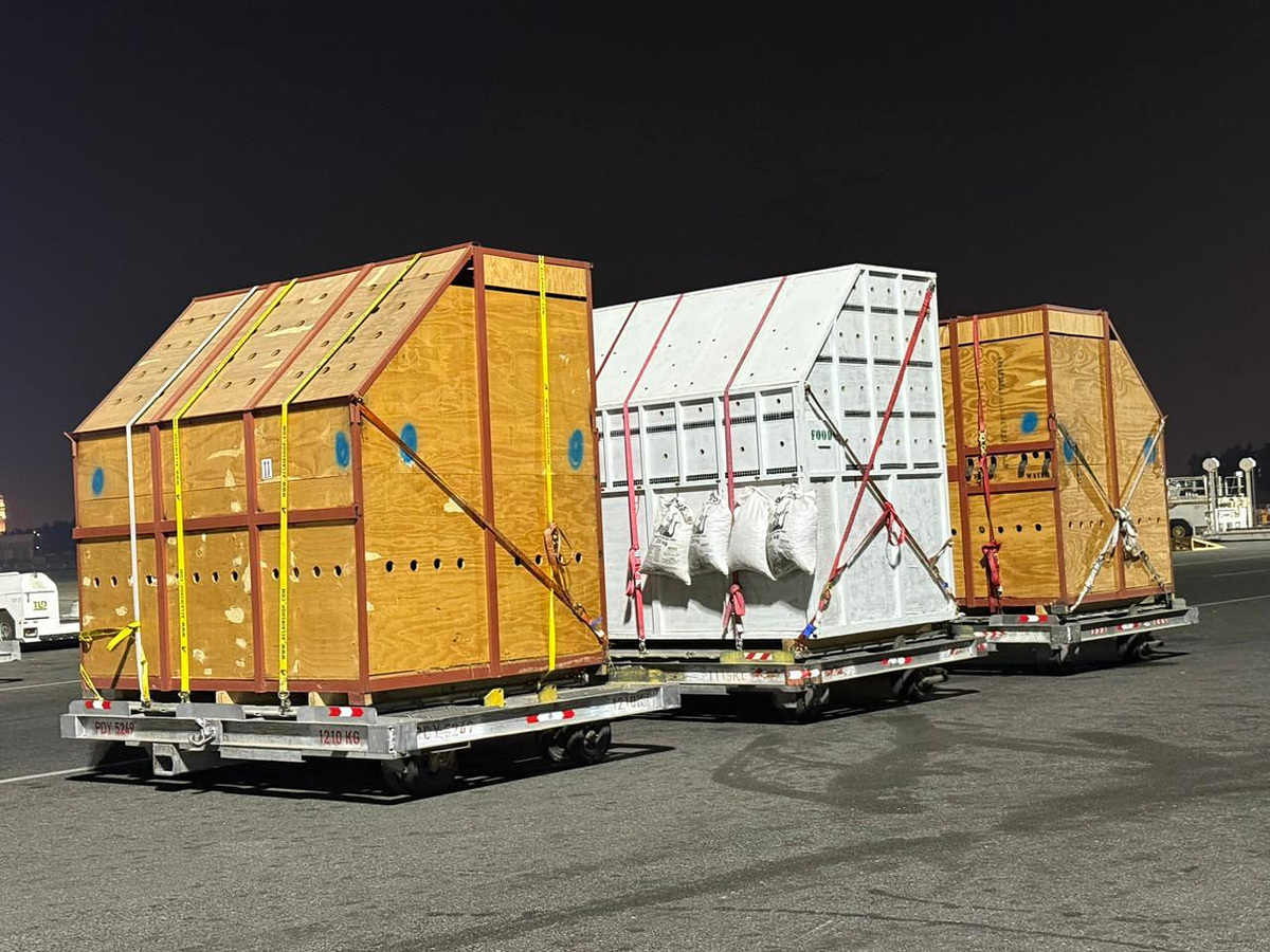 Cargo gallery photo