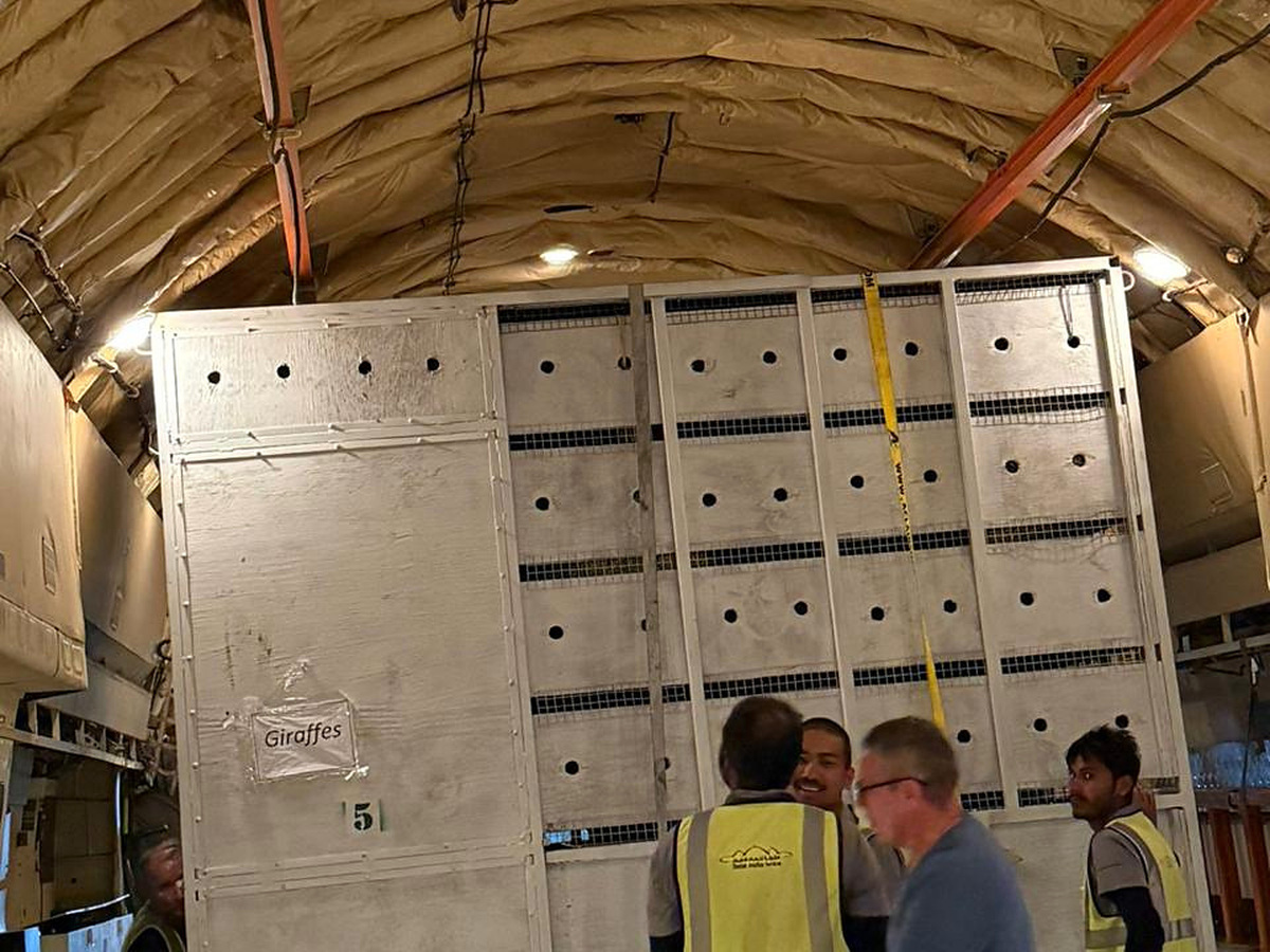 Cargo gallery photo