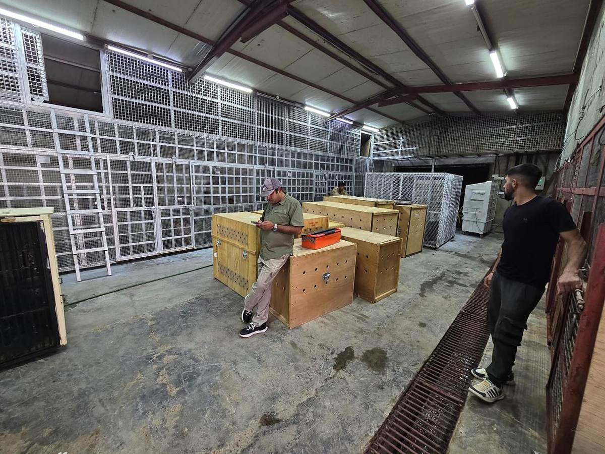Cargo gallery photo